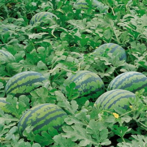 人 朝阳吃瓜51cg,51CG社区里的趣味生活点滴